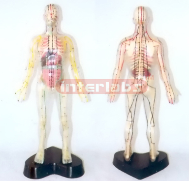 35CM TALL, DISSECTABLE AND TRANSPARENT HUMAN BODY WITH  SKELETON, ORGANS, ACUPUNCTURE  AND MOXIBUSTION, NUMBERED BY DIGIT